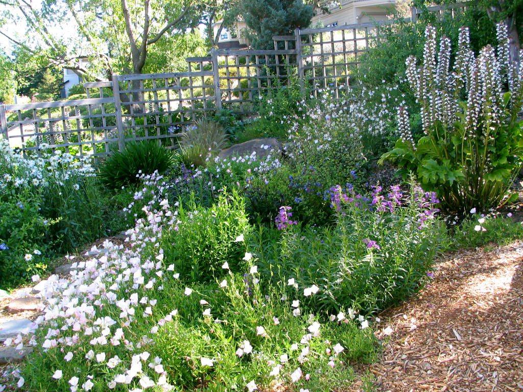 Best Drought Tolerant Perennials