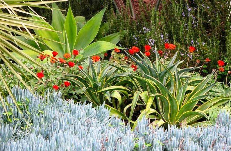 Drought Tolerant Landscape