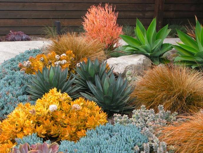 Drought Tolerant