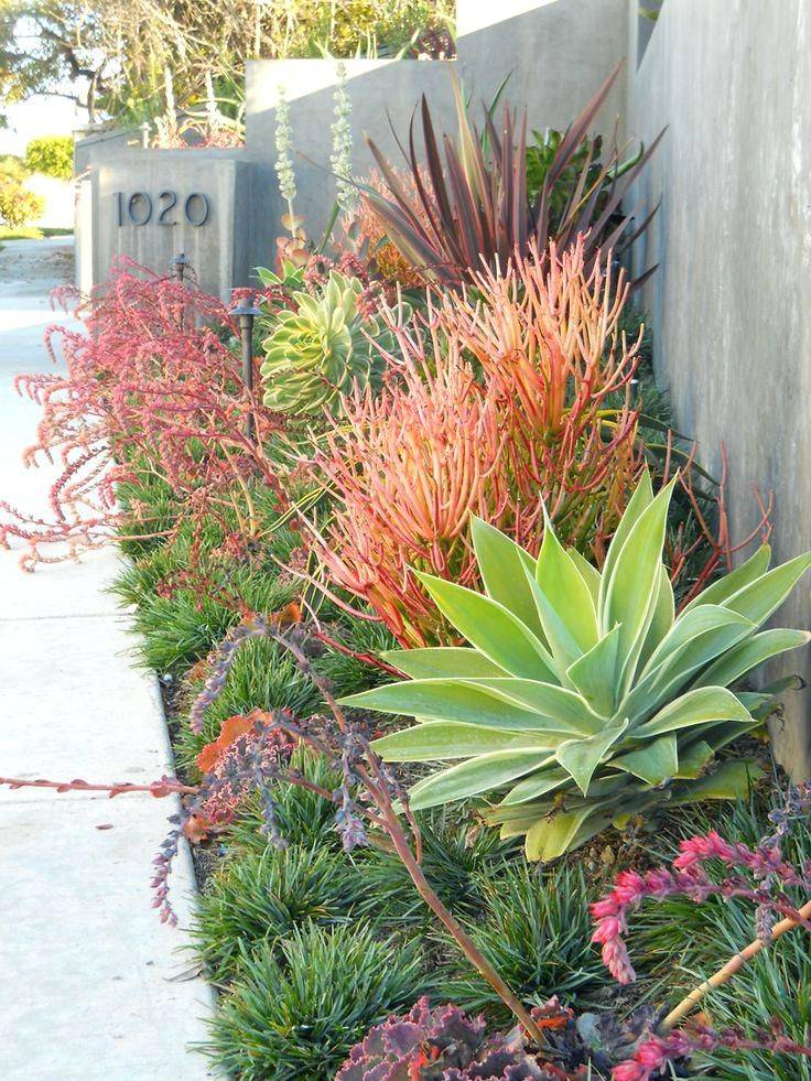 Drought Tolerant