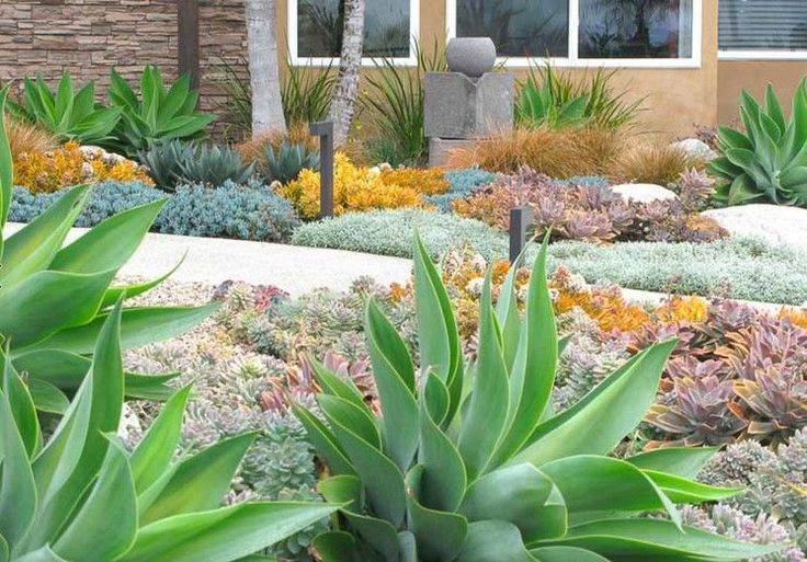 Drought Tolerant