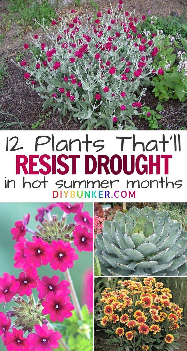 Drought Tolerant Plants
