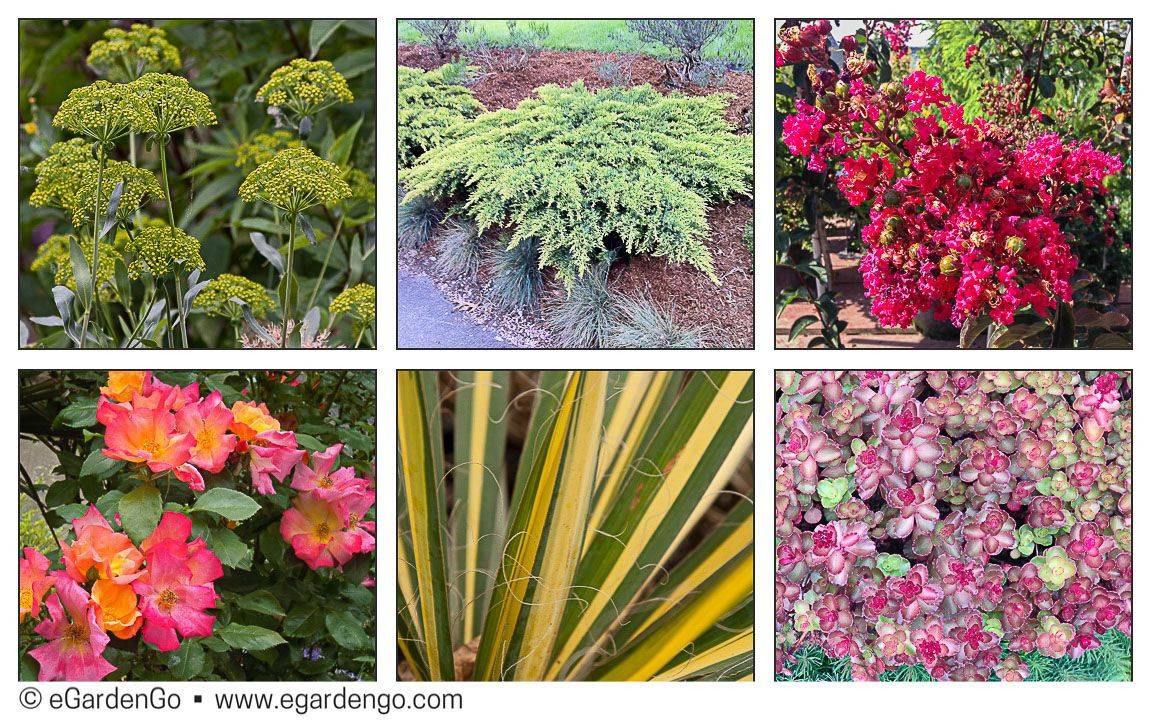 Drought Tolerant Plants
