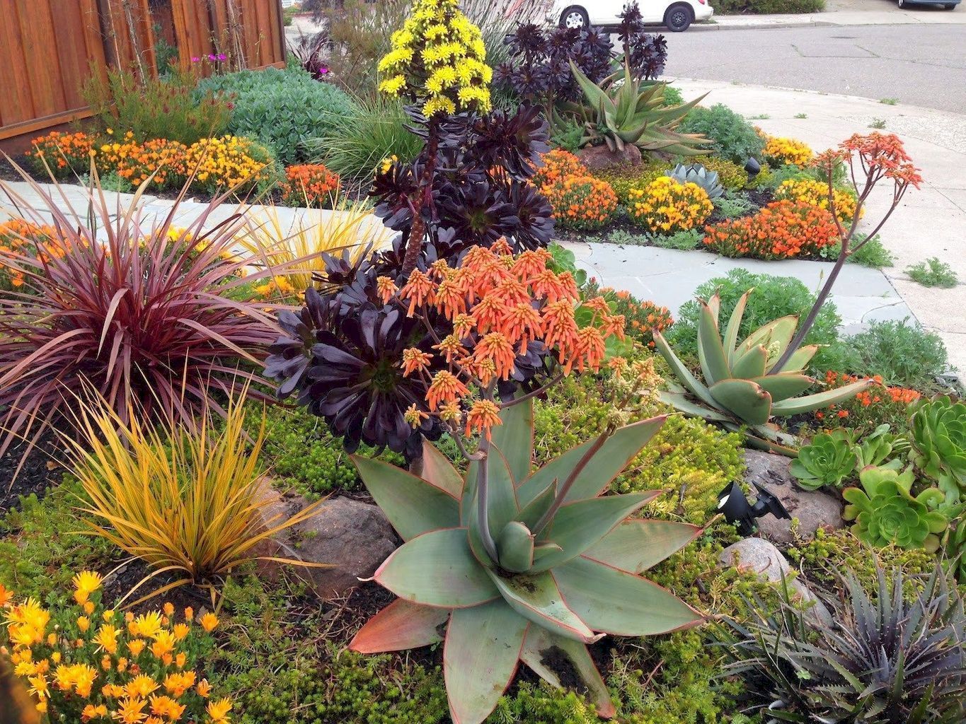 Related Image Drought Tolerant Garden