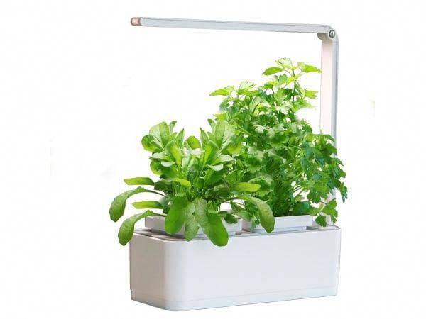 Great Idearestaurant Growing Yearround Herbs