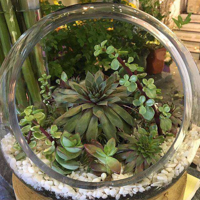 Microgardens Terariumplantrareplantspiecldecorcakeglassmini