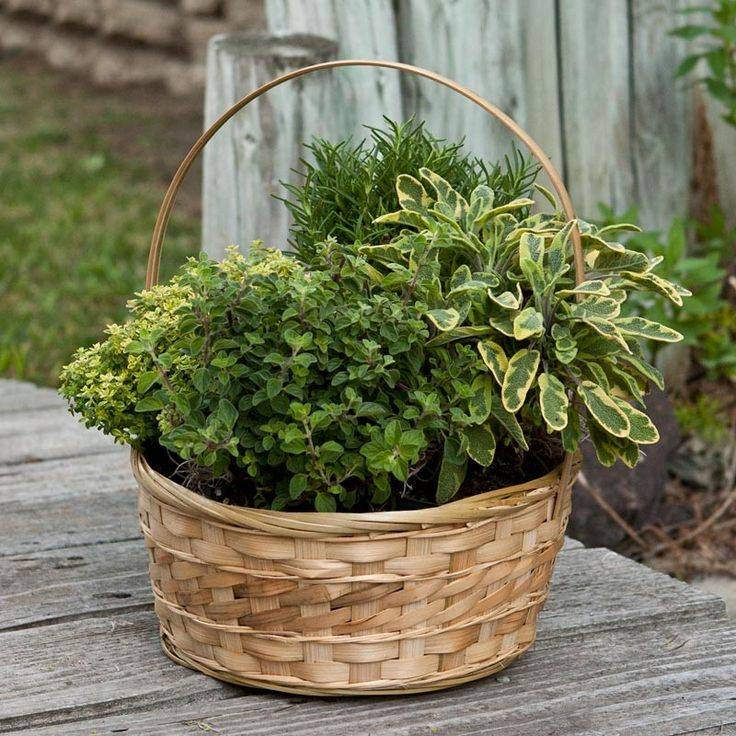 Yearround Container Gardens