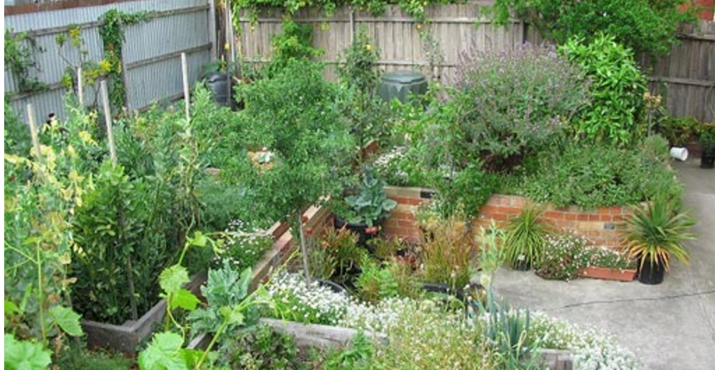 Edible Landscaping Front Yard Google Search Landscape Projects