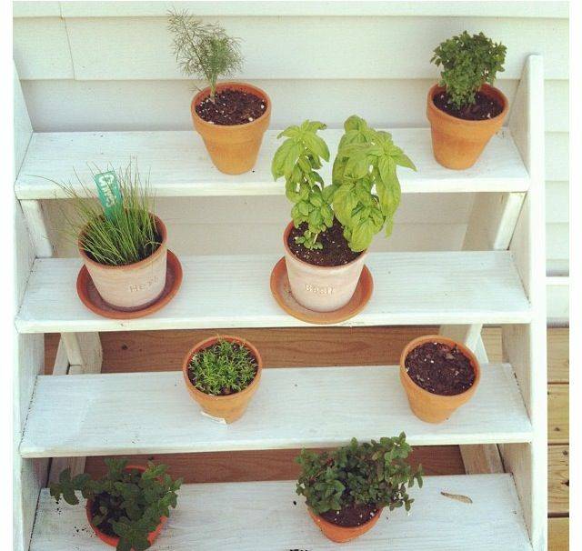 A Colorful Indoor Herb Garden