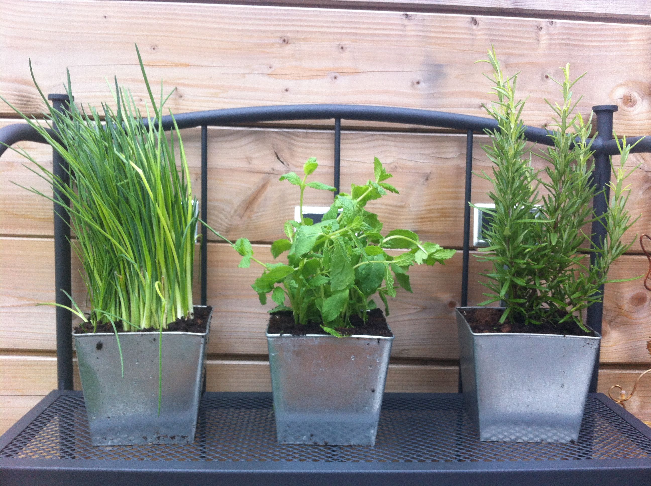 Gardening Herb Garden Design