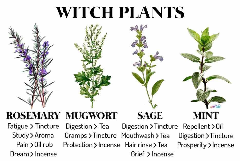 Witches Garden