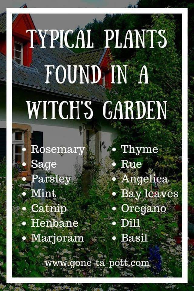Plant Witch Musthaves