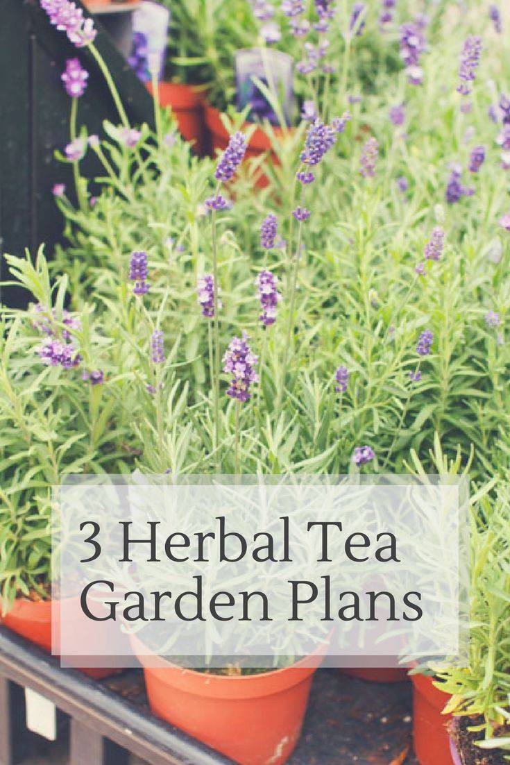 Your Own Herbal Tea Garden