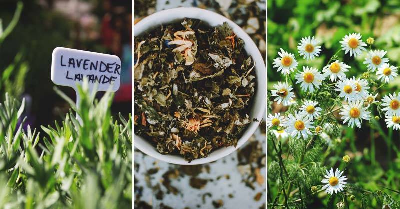 Square Foot Gardening Layout