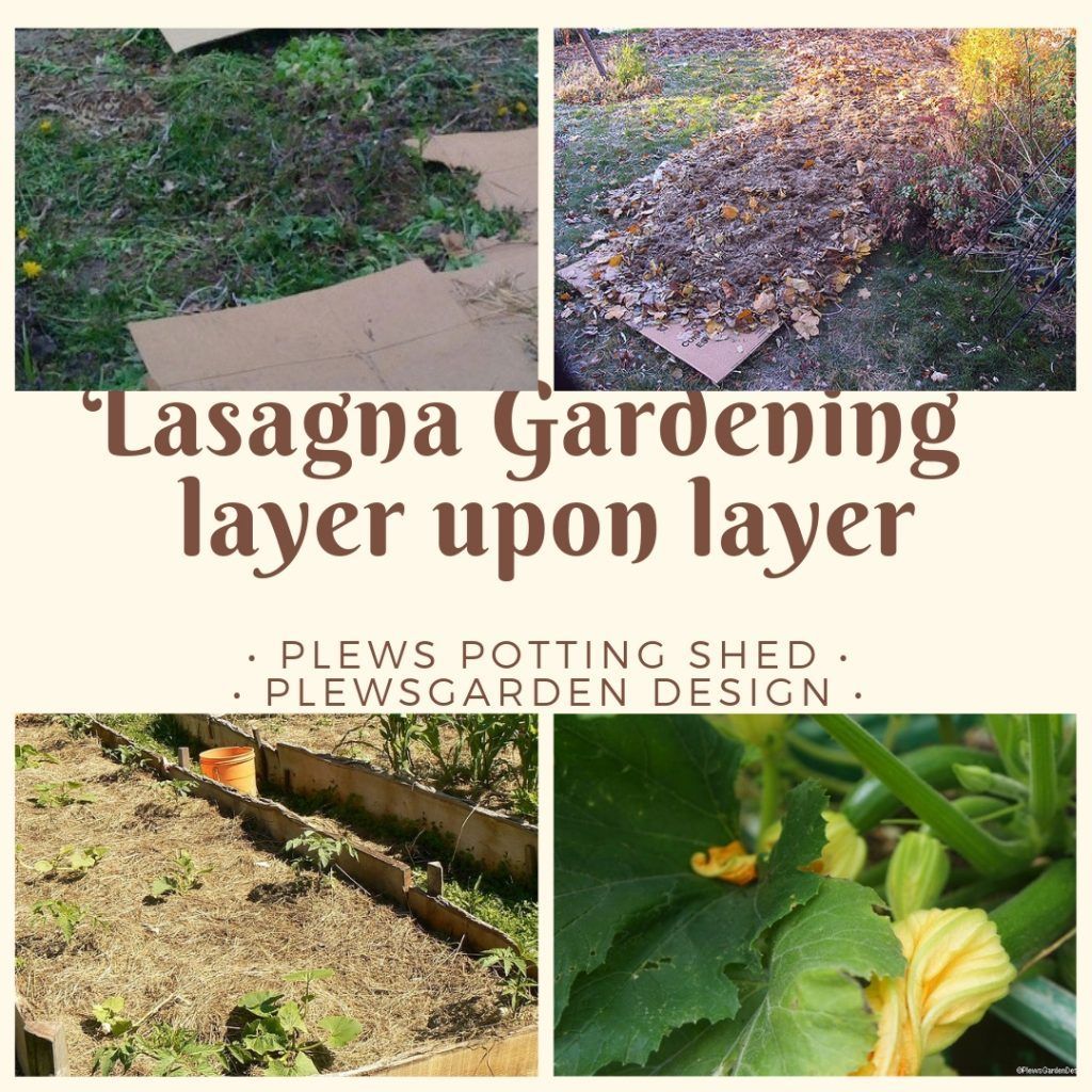 Our Lasagna Garden