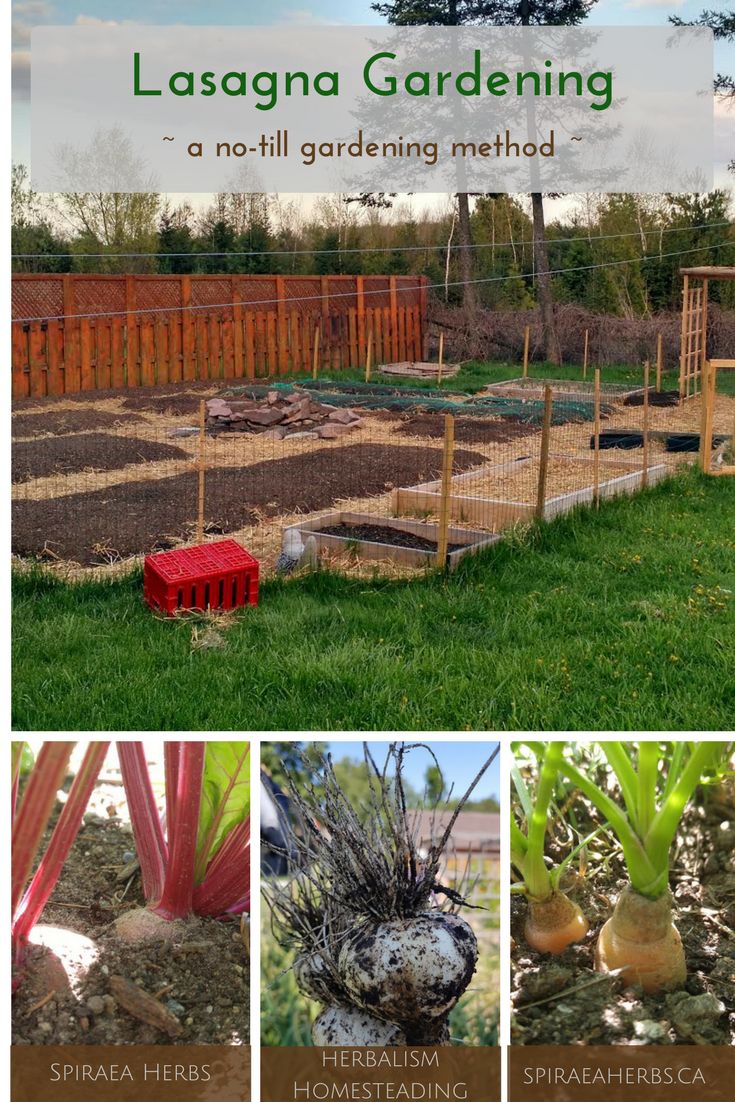 Lasagna Gardening