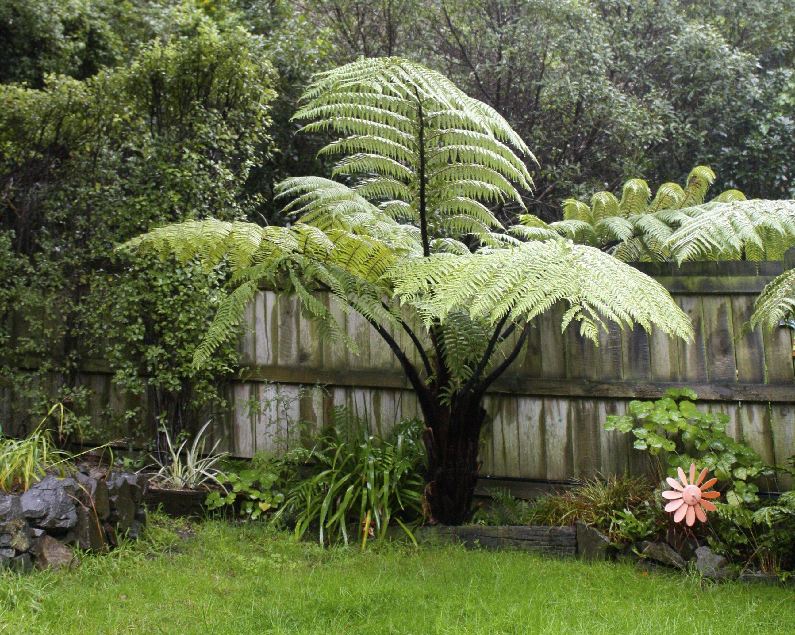 New Zealand Native Plants