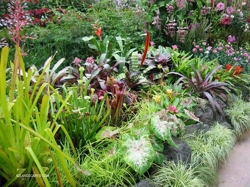 New Zealand Garden Design Echinops Garden Design