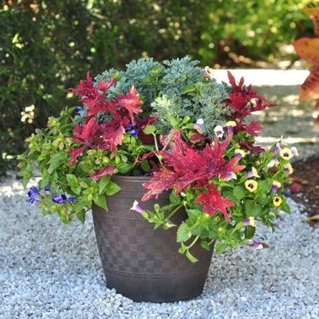 Container Gardening Ideas