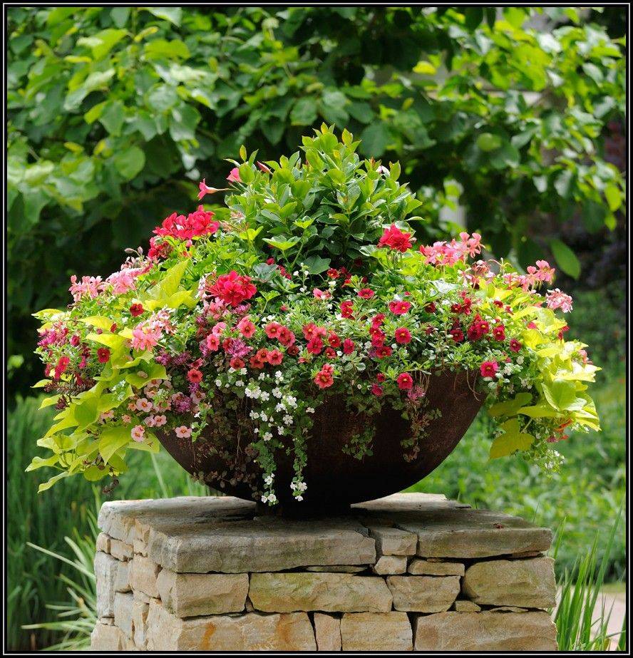 Full Sun Container Plant Ideas English