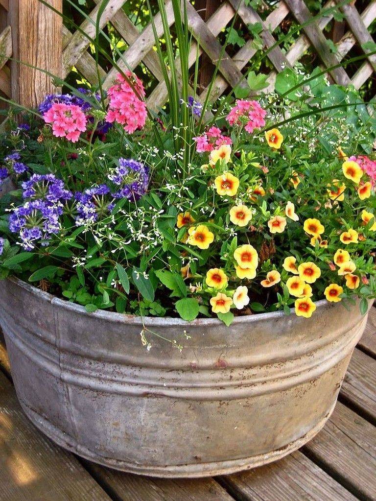 Full Sun Container Plants Ideas