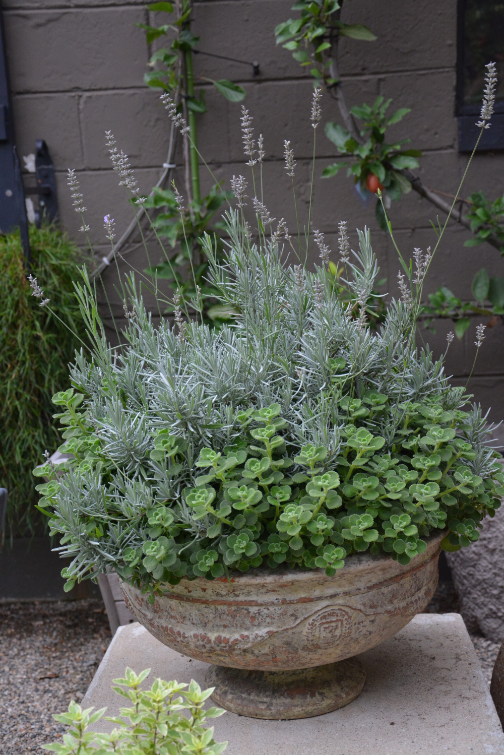 Inspiring Hydroponic Gardening Ideas