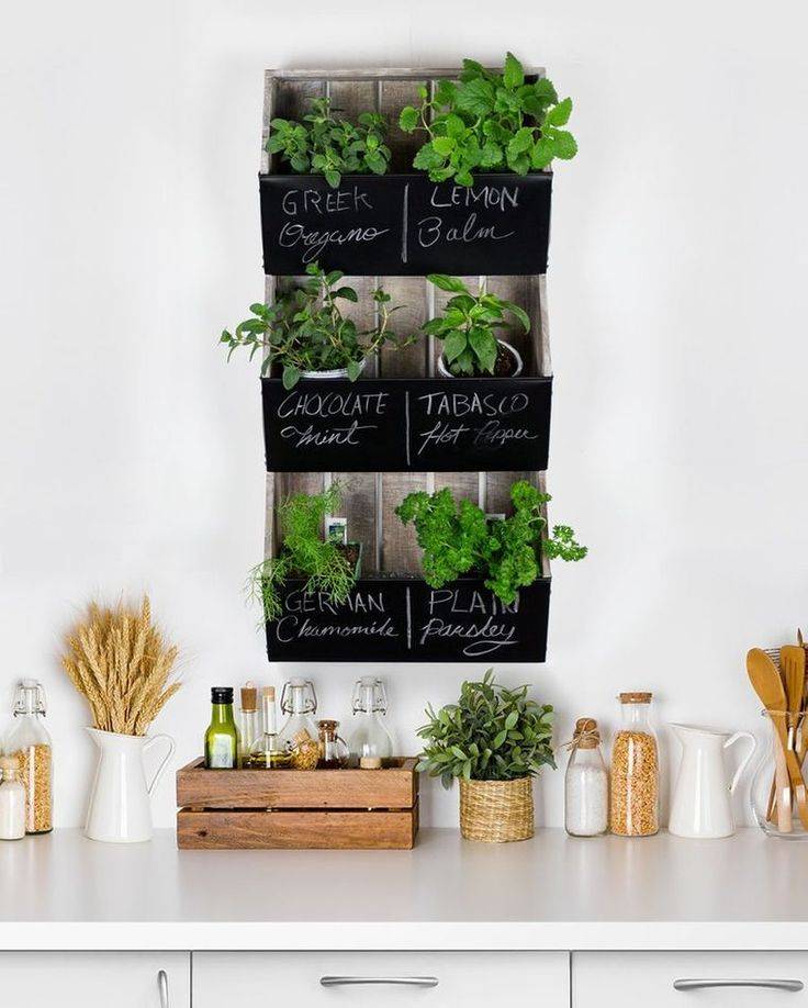 Lowmaintenance Aromatic Plants