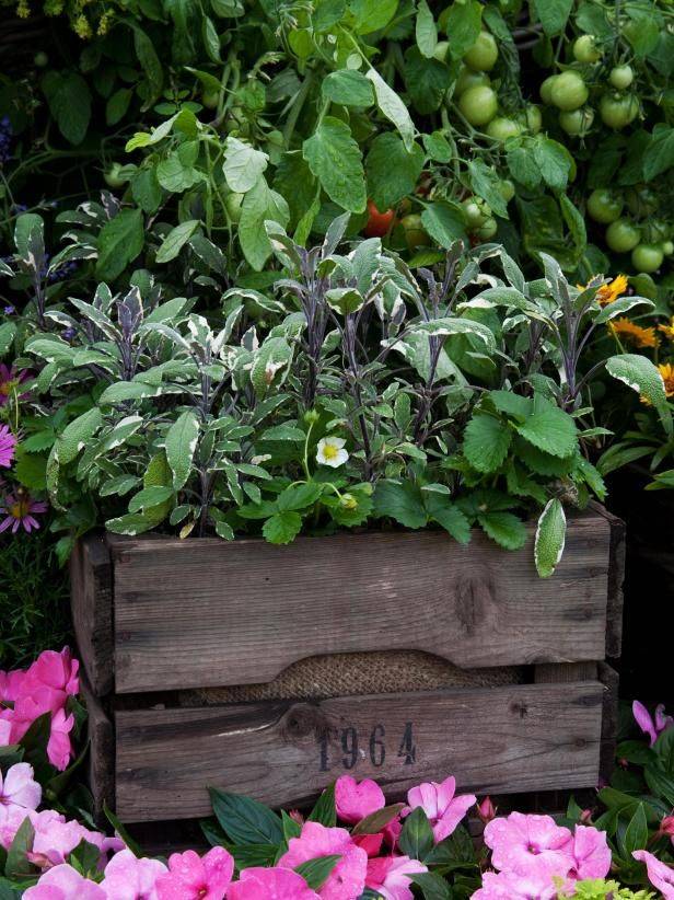 An Indoor Garden