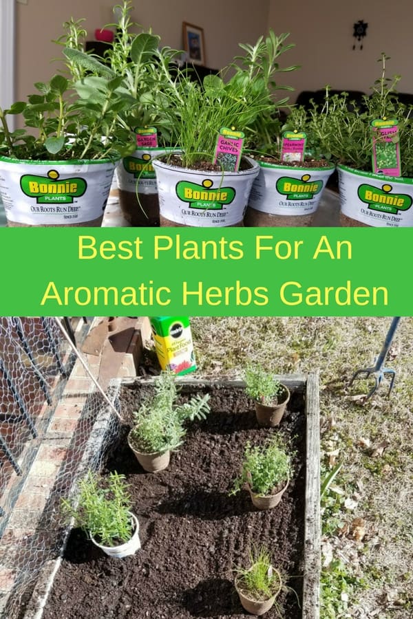 Aromatic Herbs Gadgets