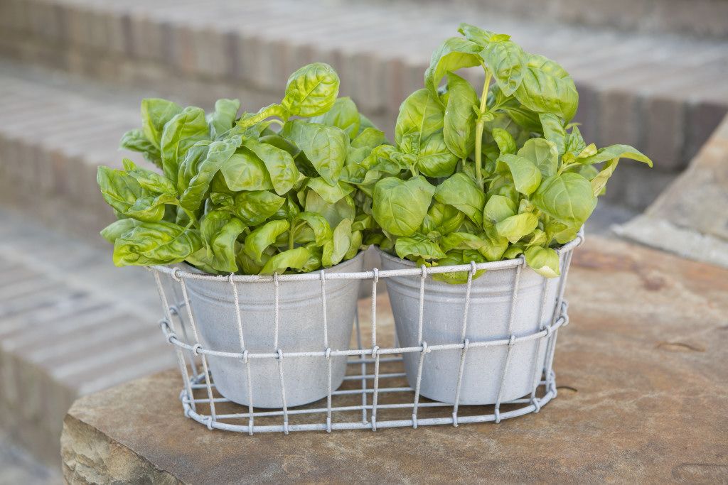 Aromatic Plant