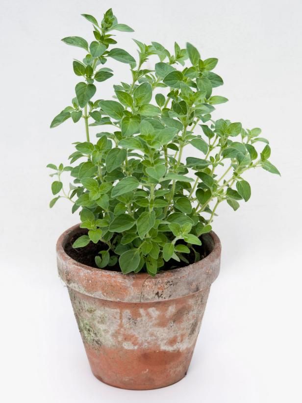 An Aromatic Evergreen Herb