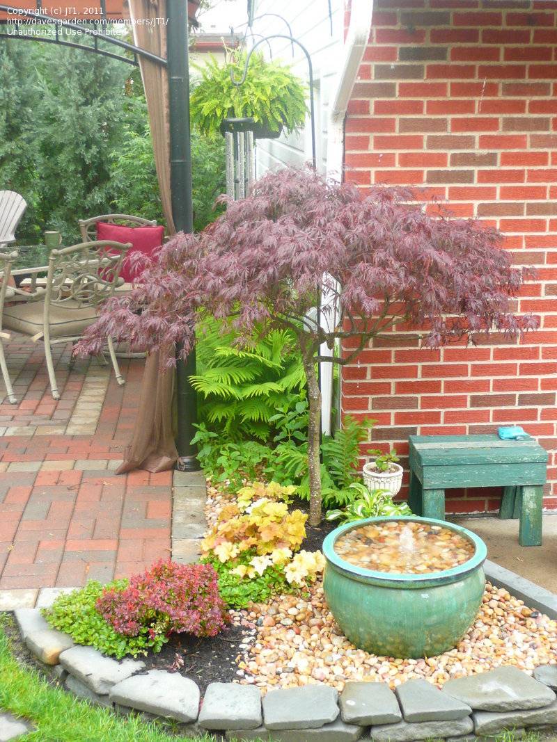 Cryptomeria Black Dragon Trees