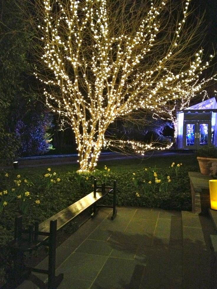 Yard Trees