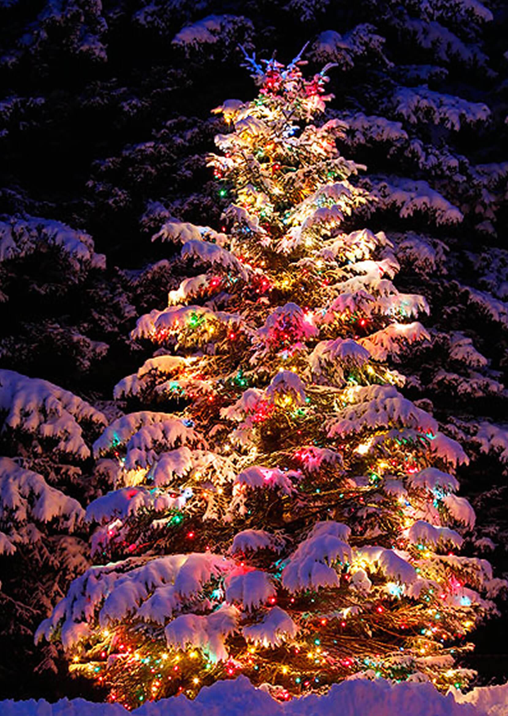 Ca Photo Gallery Landscaping Network