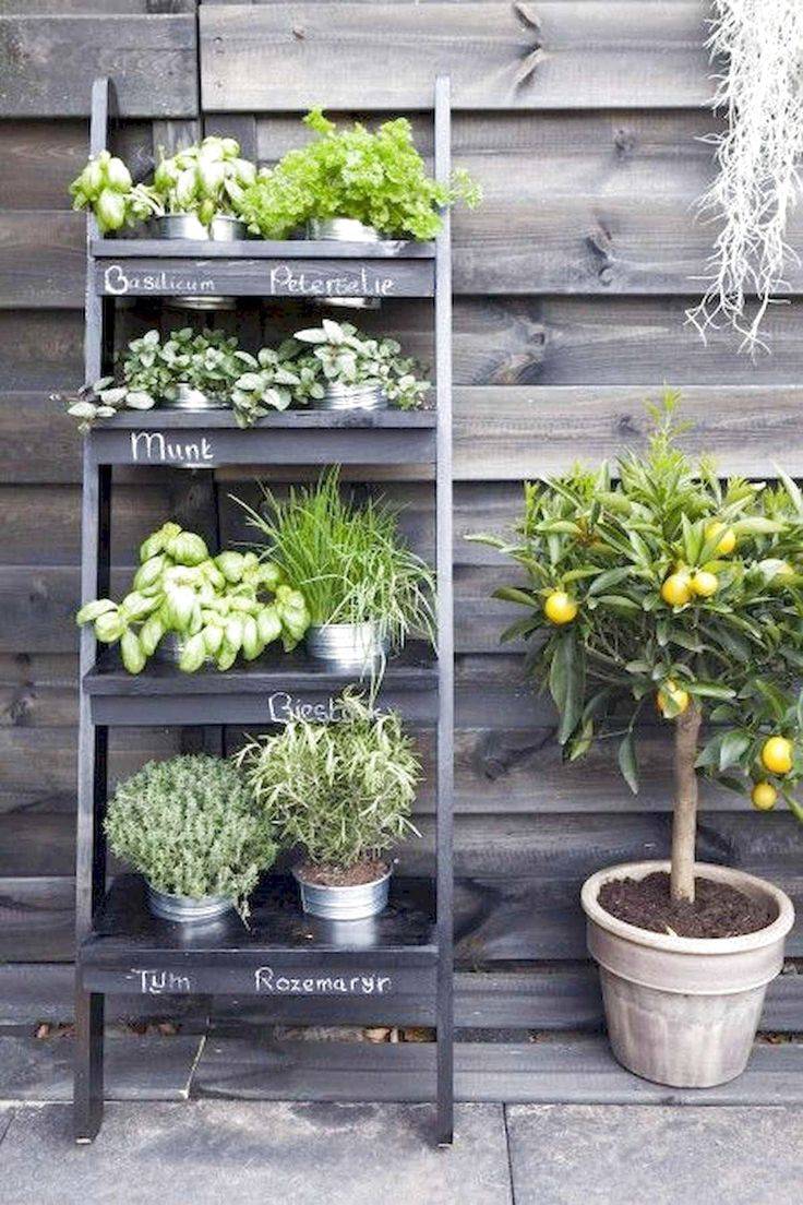 Indoor Hydroponic Wall Garden