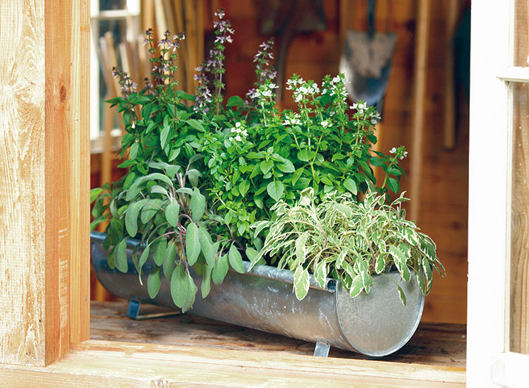 Ultimate Herb Garden Ideas
