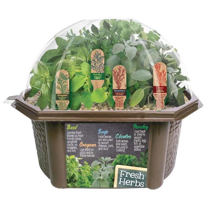Herb Garden Starter Kit Diy Herb Garden