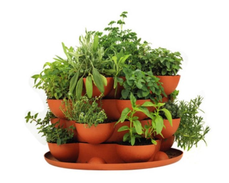 Viridescent Indoor Herb Garden Kit Kitchen Wooden Windowsill Planter