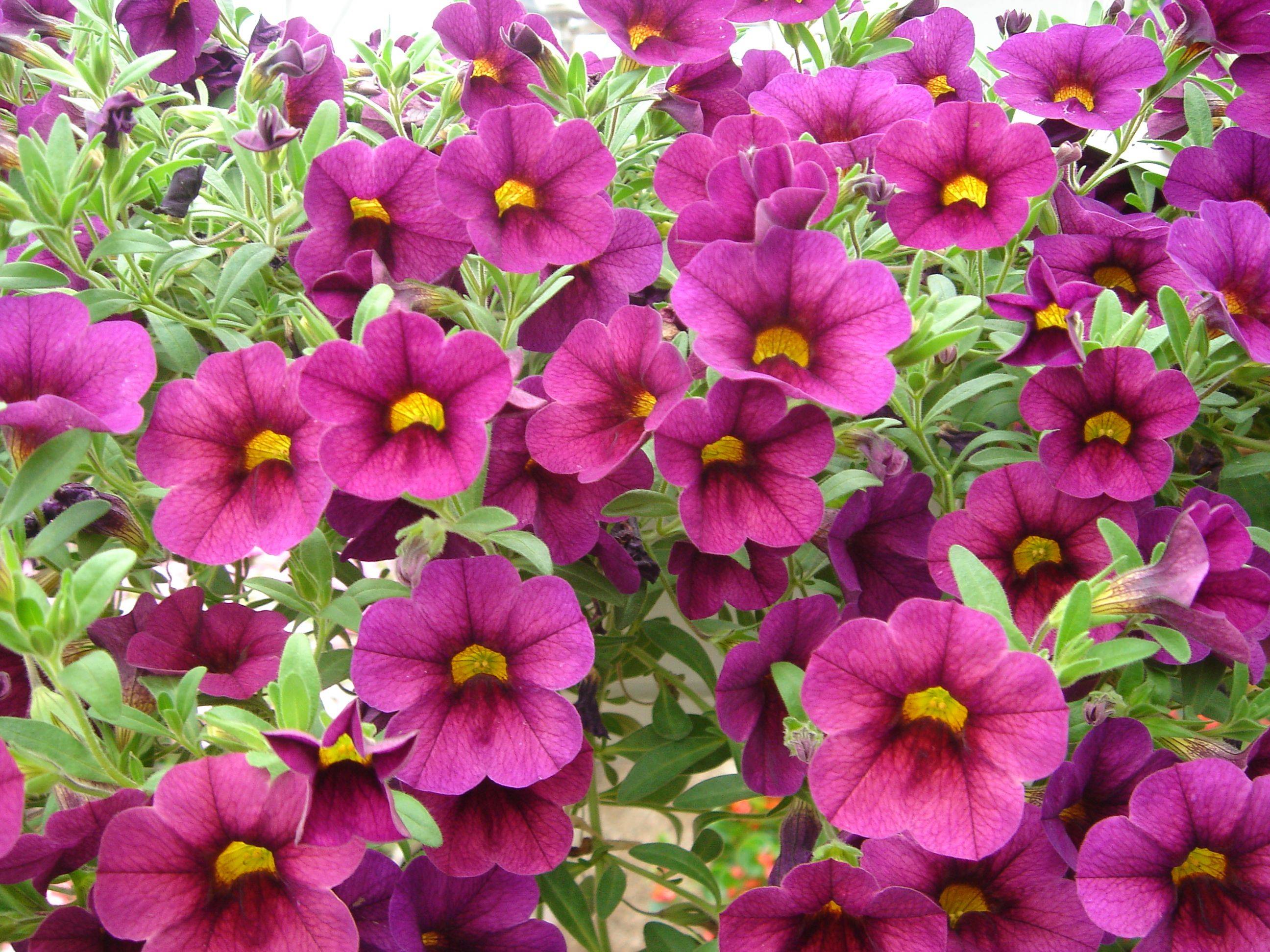 Longest Blooming Perennial Flowers