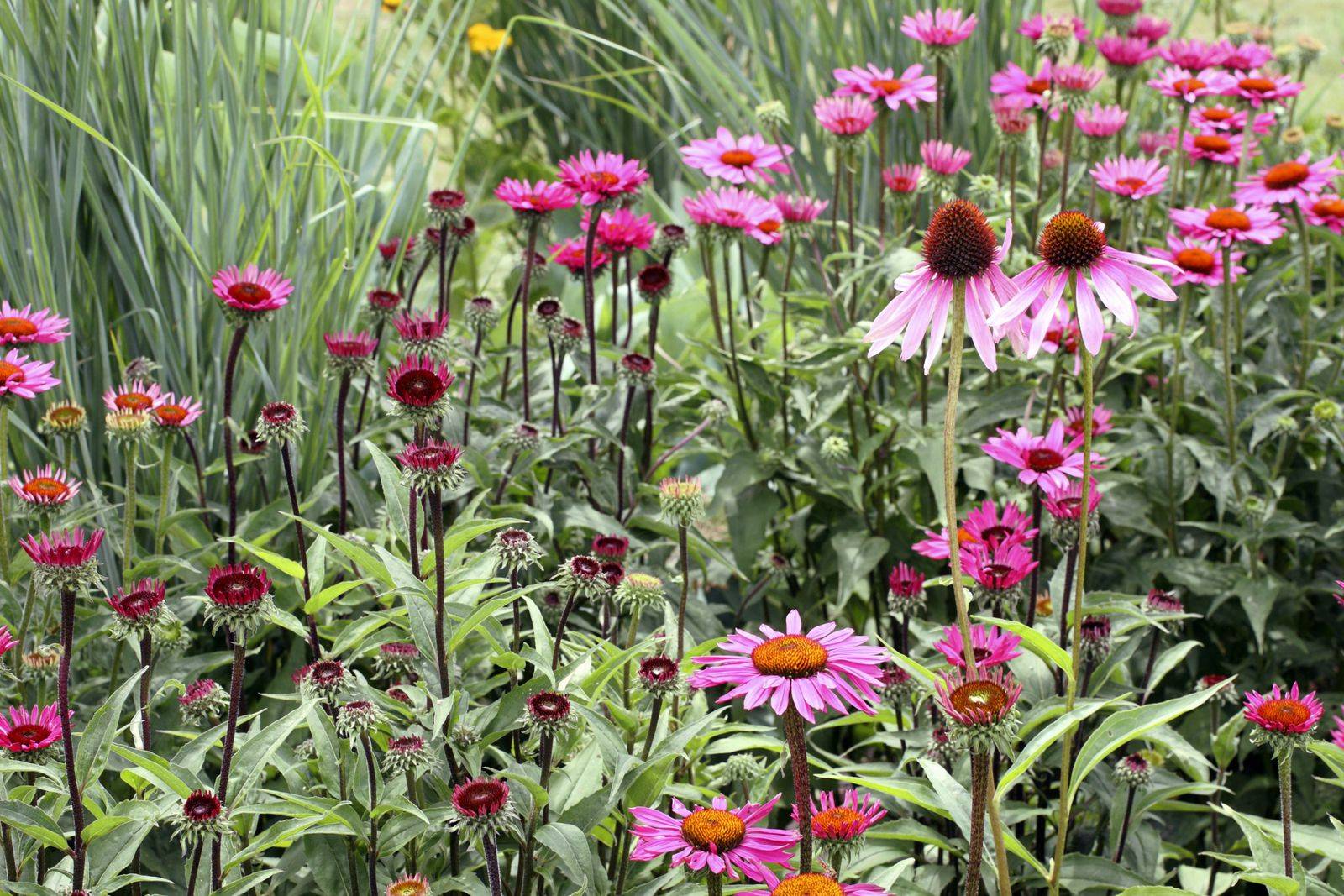Perennial Plant Combinations