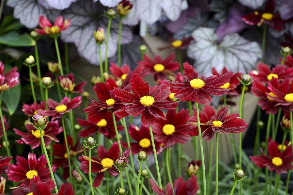 Perennial Plant Combinations