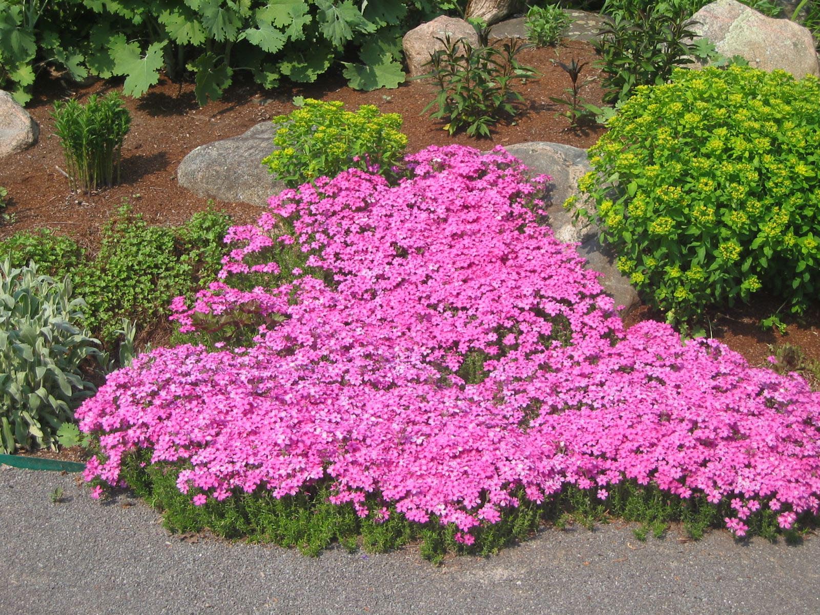 Best Impressive Sun Perennials Front Yard Ideas