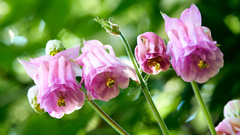 Best Impressive Sun Perennials Front Yard Ideas
