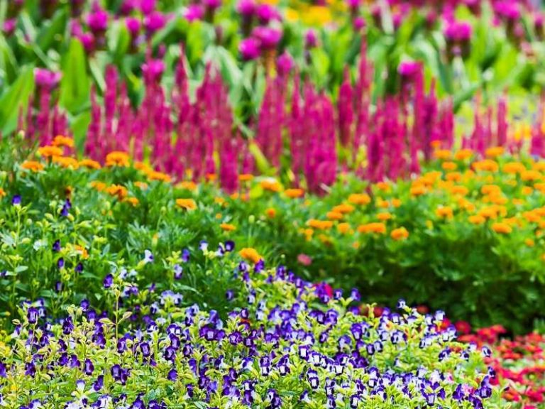 Designing Perennial Combinations Hgtv