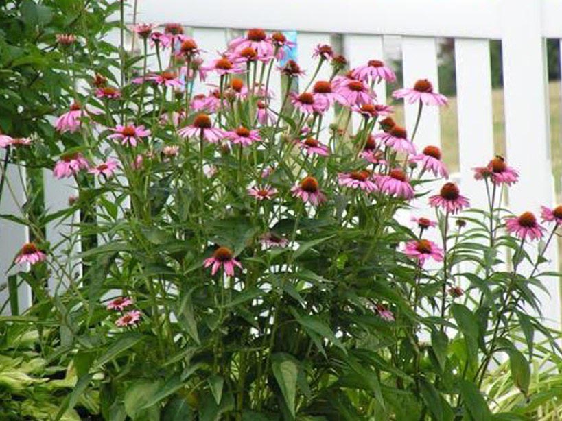 Gardeningideas