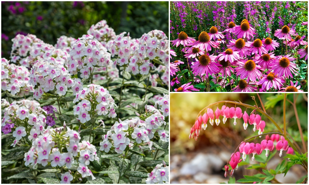 Best Flowering Perennials Plants