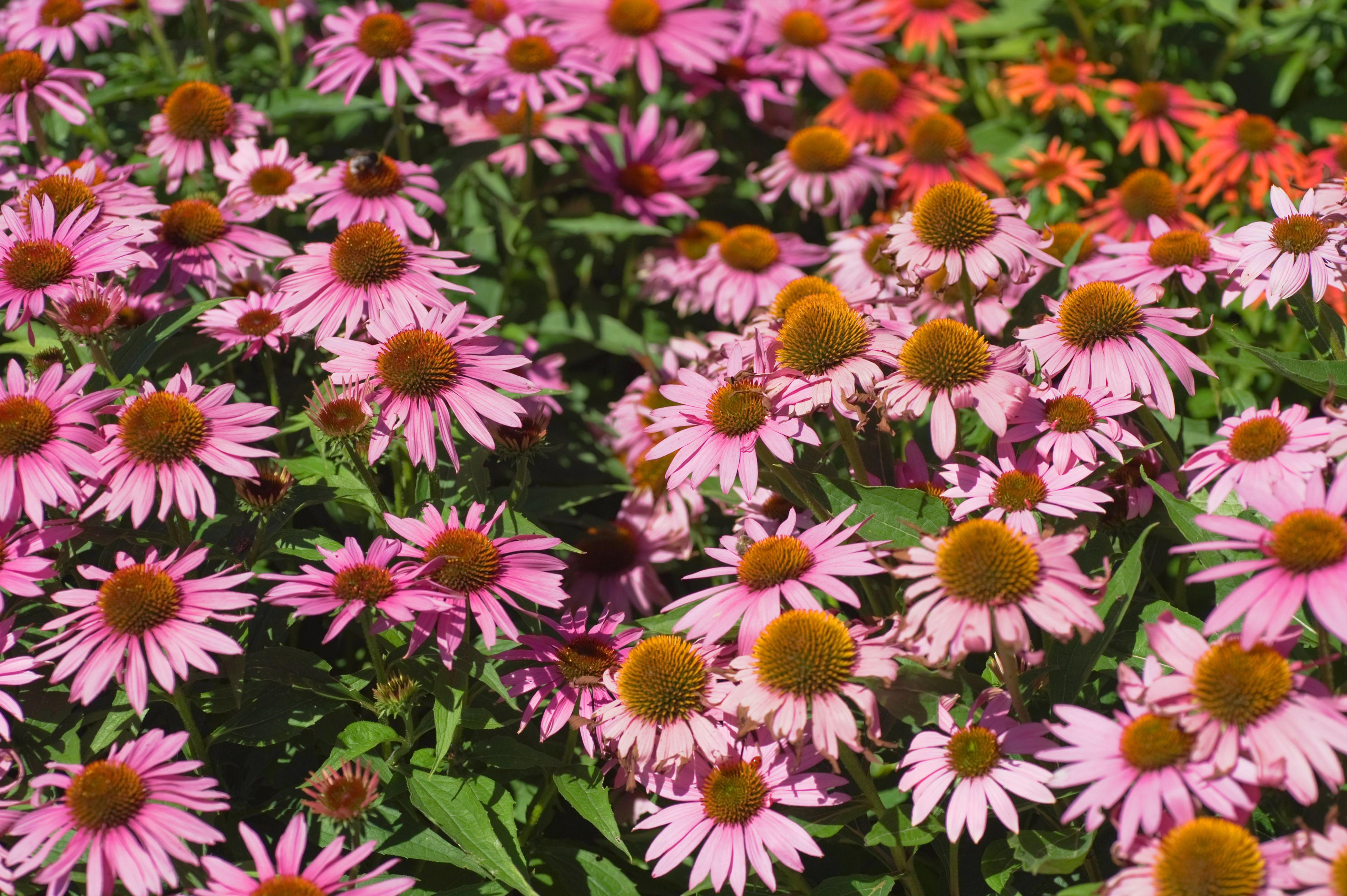 Long Blooming Perennial Flowers