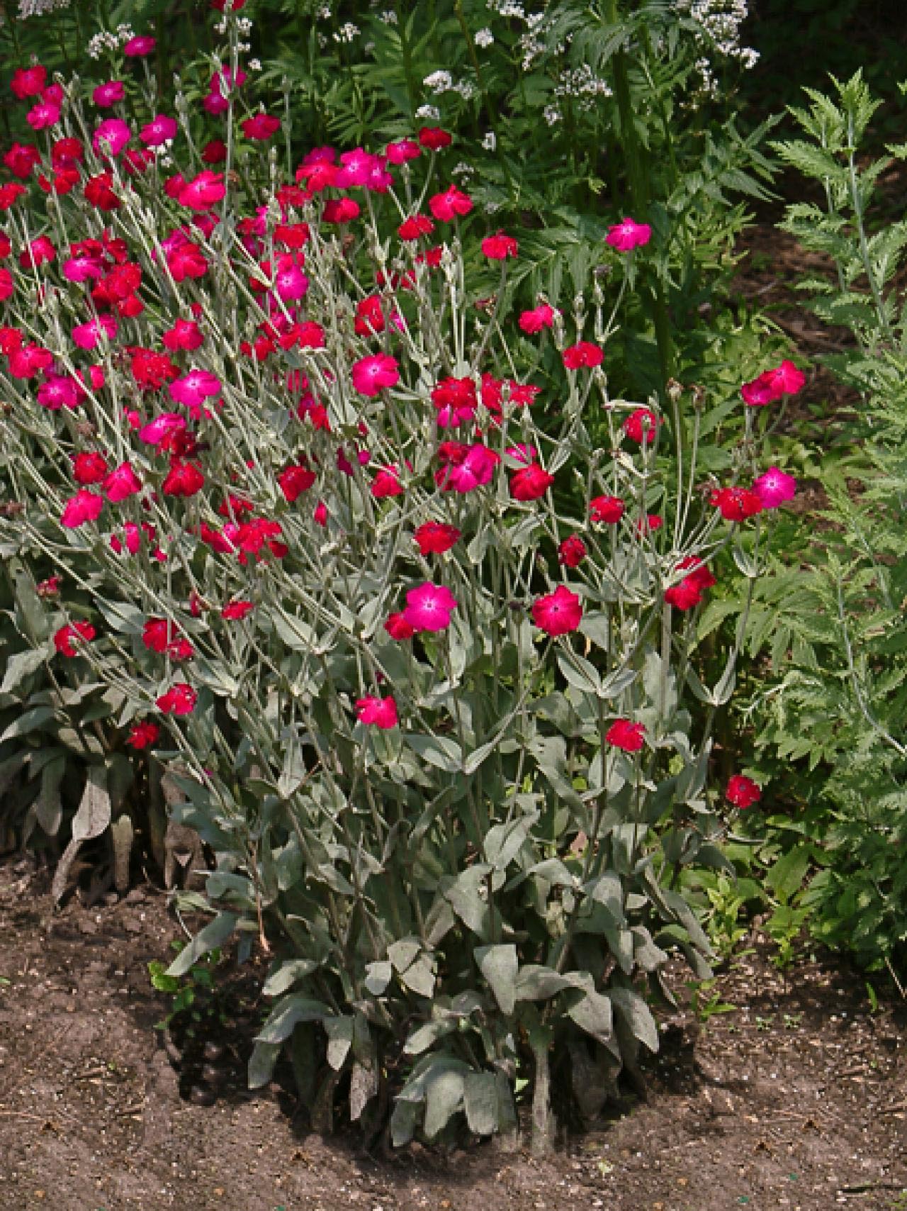 Shade Garden Design Ideas