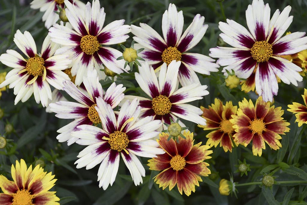 Long Blooming Perennials Zone