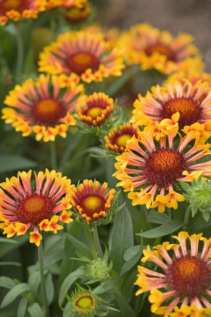 Long Blooming Perennials Zone